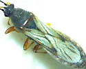 Ischnodemus brunnipennis - photo 5