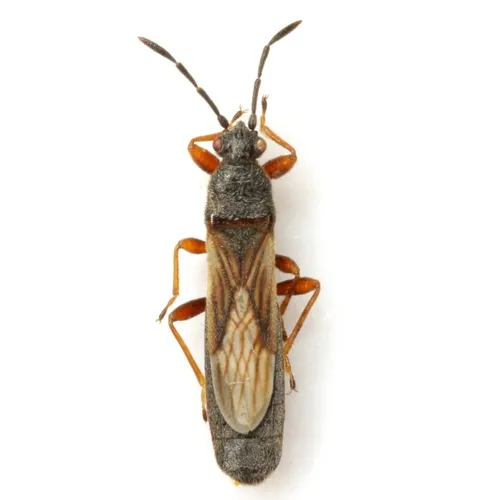 Ischnodemus falicus