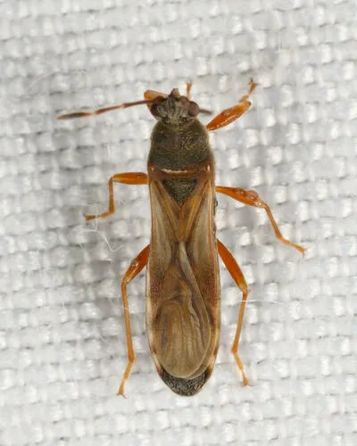 Ischnodemus fulvipes