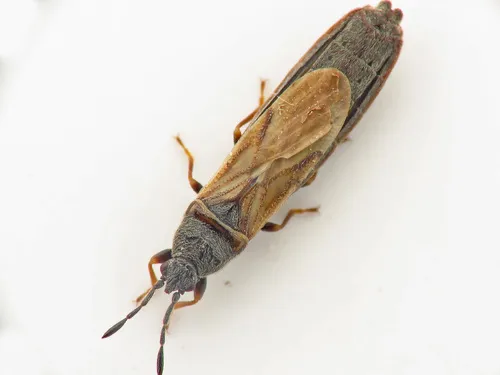 Ischnodemus genei