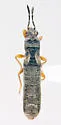 Ischnodemus hesperius