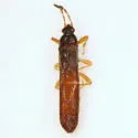Ischnodemus macer