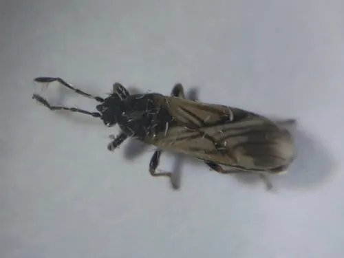 Ischnodemus quadratus