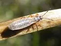 Ischnodemus rufipes