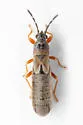 Ischnodemus rufipes - photo 4