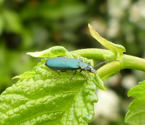 Ischnomera cyanea - photo 8