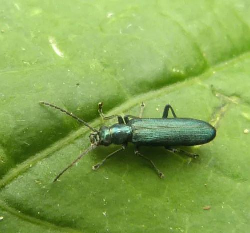 Ischnomera cyanea - photo 2