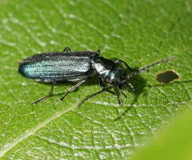 Ischnomera cyanea - photo 3