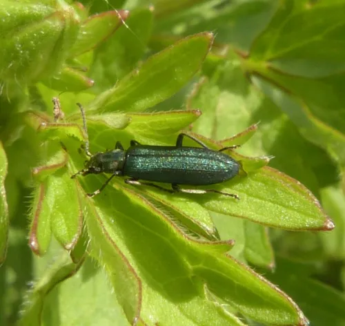 Ischnomera cyanea - photo 4