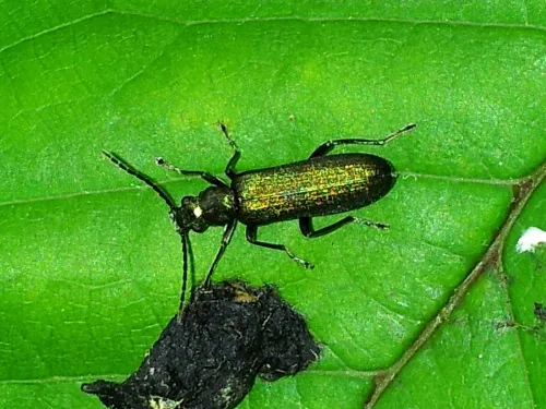 Ischnomera cyanea - photo 5