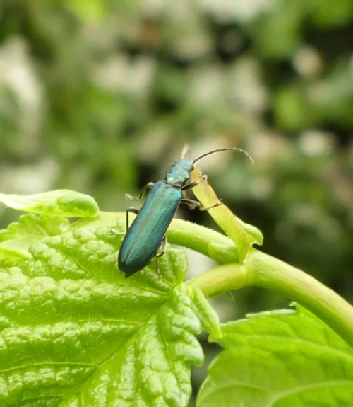 Ischnomera cyanea - photo 6