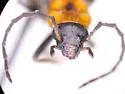 Ischnomera discolor
