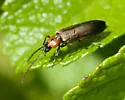Ischnomera discolor - photo 2