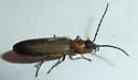 Ischnomera discolor - photo 3