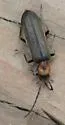 Ischnomera discolor - photo 4