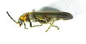 Ischnomera discolor - photo 5