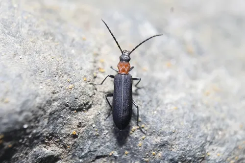 Ischnomera excavata