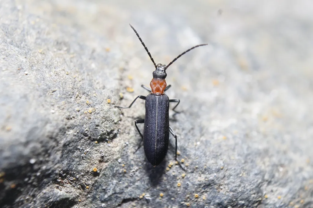 Ischnomera excavata - photo 2