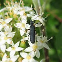 Ischnomera nigra
