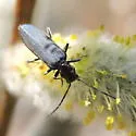 Ischnomera nigra - photo 2