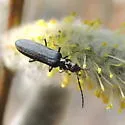 Ischnomera nigra - photo 3