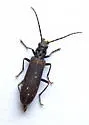 Ischnomera nigra - photo 4