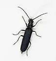 Ischnomera nigra - photo 5