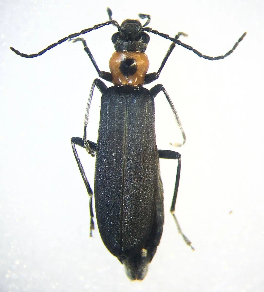 Ischnomera puncticollis