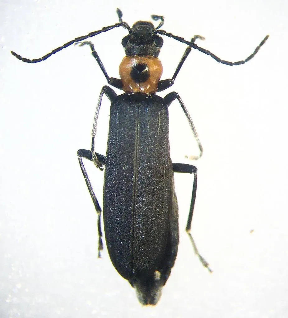 Ischnomera puncticollis - photo 3