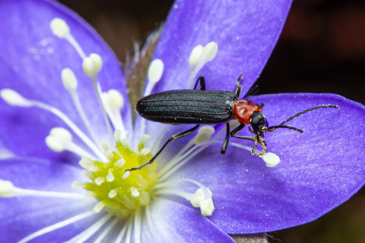 Ischnomera ruficollis - photo 2
