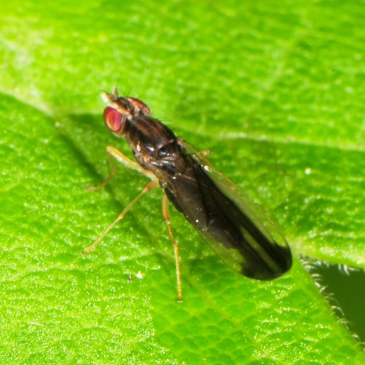 Ischnomyia albicosta