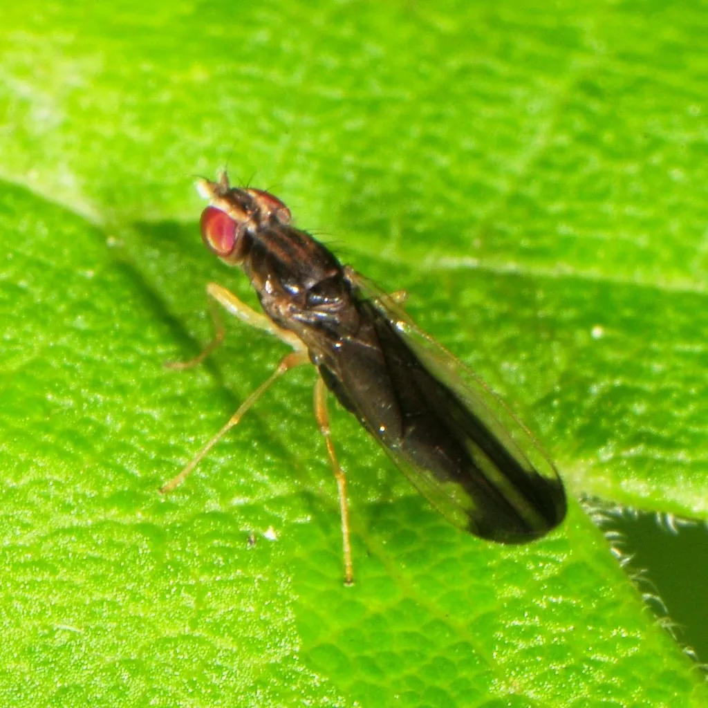 Ischnomyia albicosta - photo 2