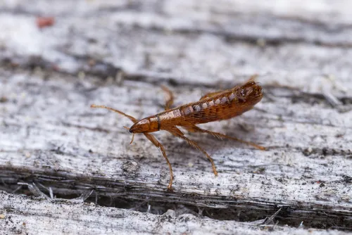 Bat Fleas - Ischnopsyllidae