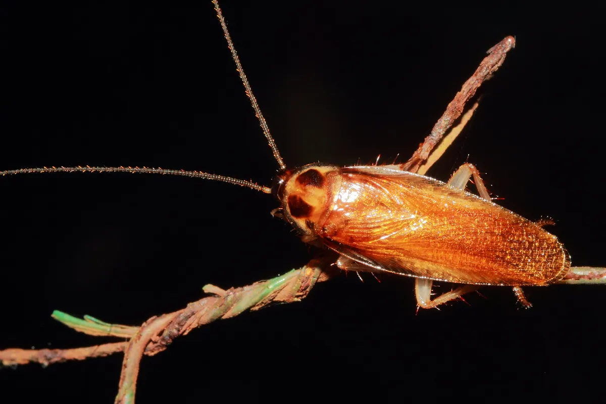 Ischnoptera bilunata