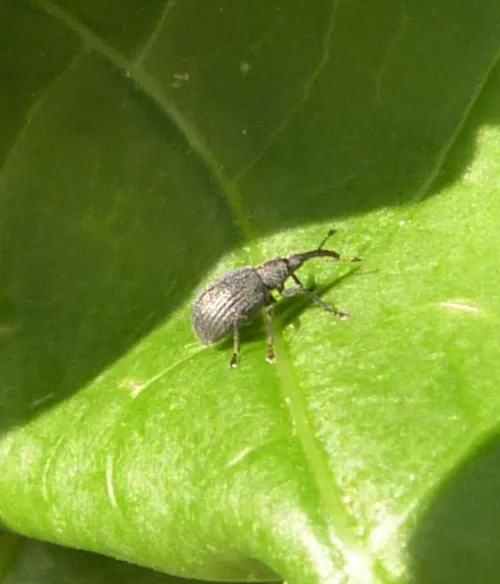 Ischnopterapion loti - Ischnopterapion loti
