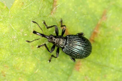 White Clover Weevil