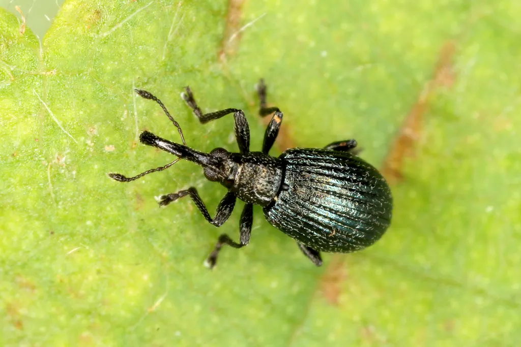 White Clover Weevil - photo 3