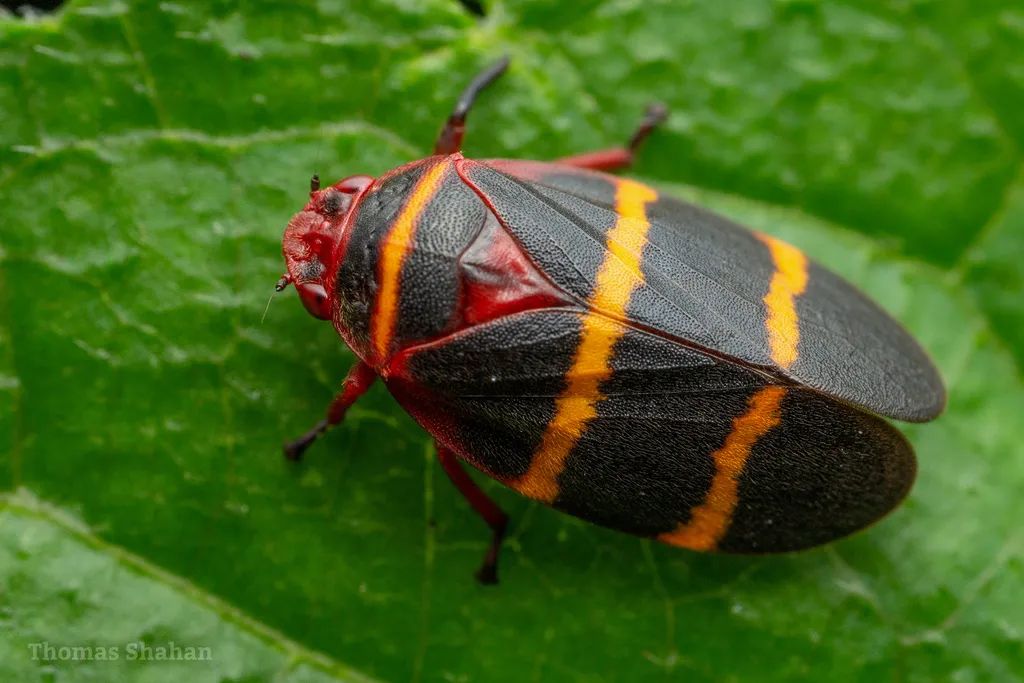 Ischnorhinid Spittlebugs - Ischnorhinidae