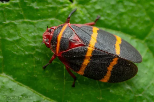 Ischnorhinid Spittlebugs - photo 2