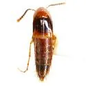 Ischnosoma flavicolle