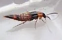 Ischnosoma flavicolle - photo 3