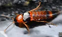 Ischnosoma flavicolle - photo 4