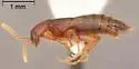 Ischnosoma hospitale - photo 2