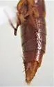 Ischnosoma lecontei - photo 3