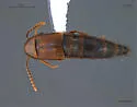 Ischnosoma longicorne