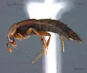 Ischnosoma longicorne - photo 2
