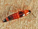 Ischnosoma pictum