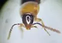 Ischnosoma pictum - photo 4