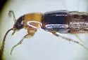 Ischnosoma pictum - photo 5