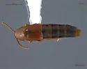 Ischnosoma splendidum
